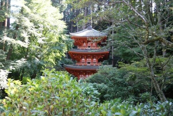 「お茶の京都」プレミアムバスツアー【茶畑・国宝巡り編】を販売開始