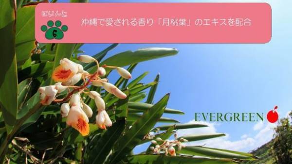 わんちゃん、猫ちゃん、飼い主さんにもやさしい「肉球ジェル」　8月15日からMakuakeで先行予約を開始