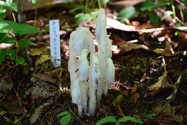 六甲高山植物園 7年ぶりに出現！ギンリョウソウモドキが開花しました！