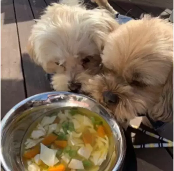 愛犬と一緒に山梨名物ほうとうが楽しめる「海鮮ほうとう専門店ほうとう研究所～with DOGS～」新たに愛犬と一緒にほうとう手打ち体験教室＋ドッグランオープン