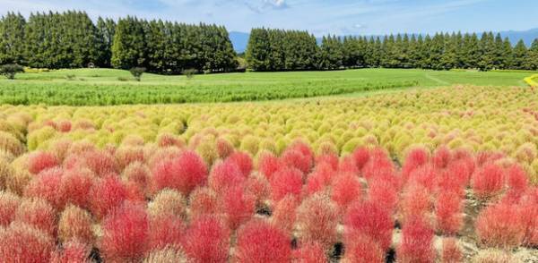 宮崎県の観光施設 花の駅生駒高原にて「コスモス祭り2022」を9月17日より開催