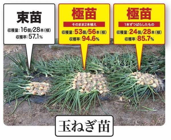 カネコ種苗株式会社とねぎびとカンパニー株式会社が共同開発　SDGsにつながる新シリーズ「極苗2023」を2023年2月に発売