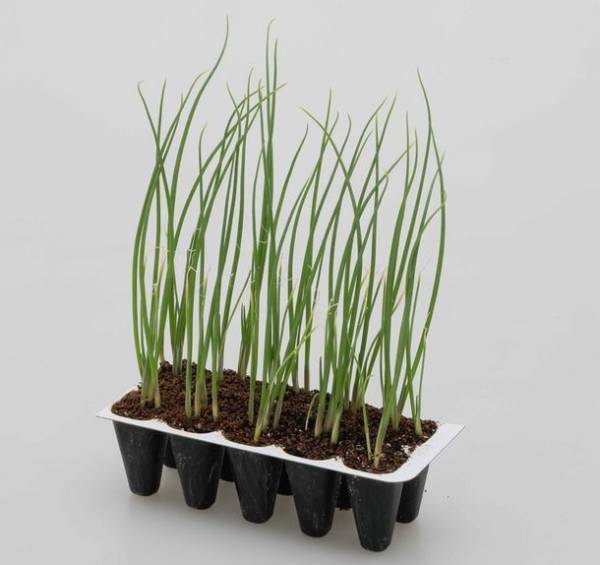 カネコ種苗株式会社とねぎびとカンパニー株式会社が共同開発　SDGsにつながる新シリーズ「極苗2023」を2023年2月に発売