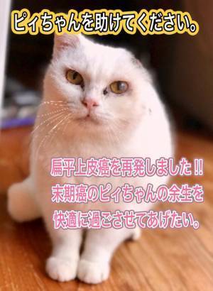 扁平上皮癌で耳を無くした保護猫ピィちゃんを助けたい　クラウドファンディングREADYFORにてプロジェクトを開始　～扁平上皮癌再発後のピィちゃんの余生を快適なものに～
