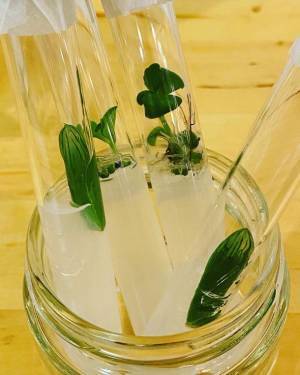 試験管で育てる“枯れない”観葉植物「びとろぐさ」クラウドファンディングサイト「CAMPFIRE」にて10月15日まで販売