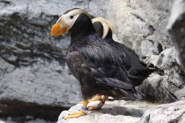 茨城県に今年もコキアの季節がやってきた！もふもふコキア水槽 展示開始！2022年9月23日(金・祝)～10月31日(月)