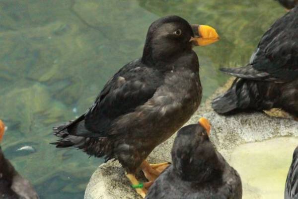 茨城県に今年もコキアの季節がやってきた！もふもふコキア水槽 展示開始！2022年9月23日(金・祝)～10月31日(月)