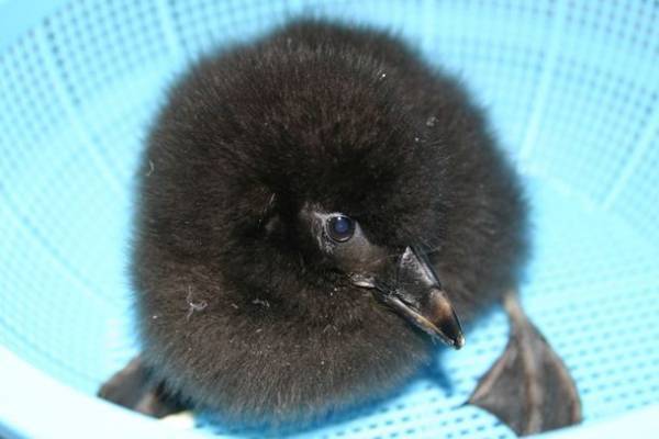 茨城県に今年もコキアの季節がやってきた！もふもふコキア水槽 展示開始！2022年9月23日(金・祝)～10月31日(月)
