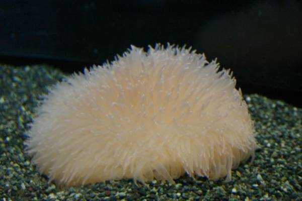 茨城県に今年もコキアの季節がやってきた！もふもふコキア水槽 展示開始！2022年9月23日(金・祝)～10月31日(月)