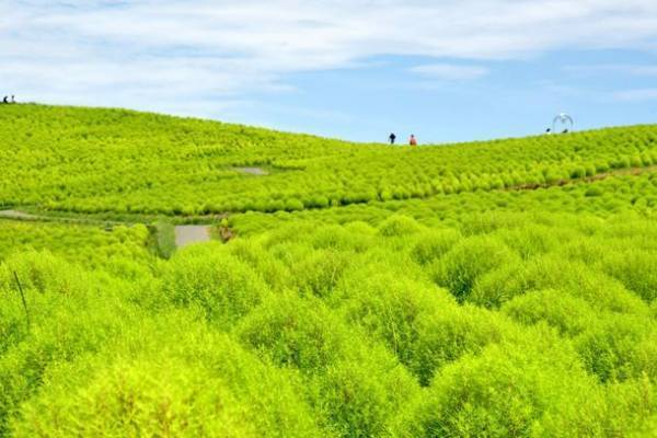 茨城県に今年もコキアの季節がやってきた！もふもふコキア水槽 展示開始！2022年9月23日(金・祝)～10月31日(月)