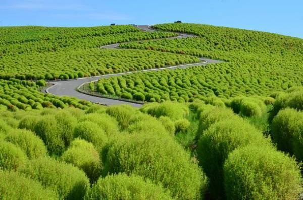 茨城県に今年もコキアの季節がやってきた！もふもふコキア水槽 展示開始！2022年9月23日(金・祝)～10月31日(月)
