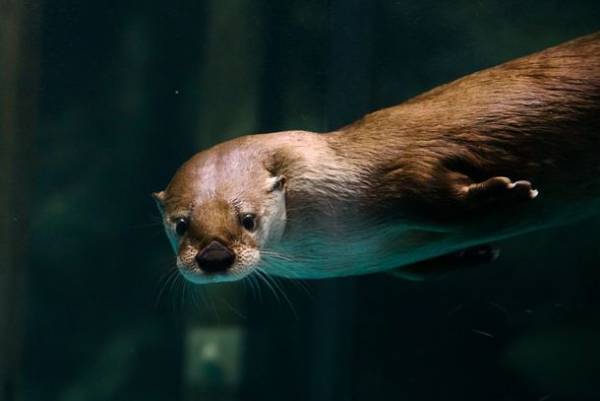 茨城県に今年もコキアの季節がやってきた！もふもふコキア水槽 展示開始！2022年9月23日(金・祝)～10月31日(月)