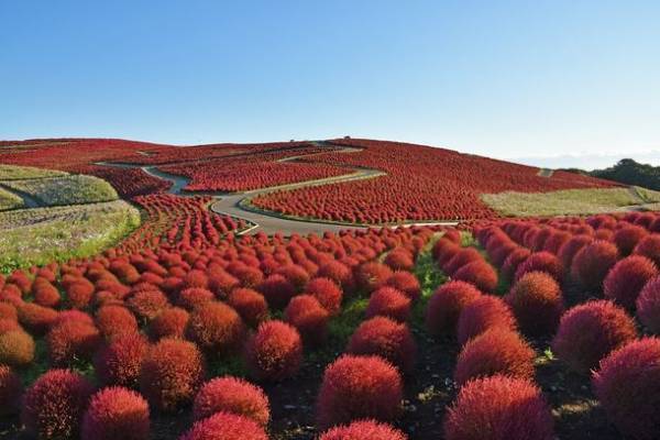茨城県に今年もコキアの季節がやってきた！もふもふコキア水槽 展示開始！2022年9月23日(金・祝)～10月31日(月)