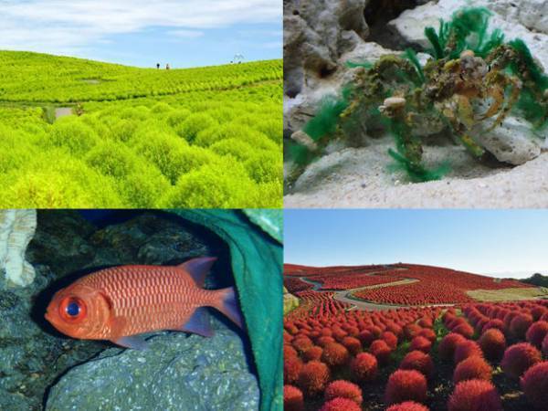 茨城県に今年もコキアの季節がやってきた！もふもふコキア水槽 展示開始！2022年9月23日(金・祝)～10月31日(月)