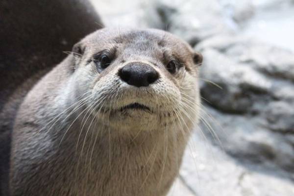 茨城県に今年もコキアの季節がやってきた！もふもふコキア水槽 展示開始！2022年9月23日(金・祝)～10月31日(月)