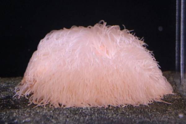 茨城県に今年もコキアの季節がやってきた！もふもふコキア水槽 展示開始！2022年9月23日(金・祝)～10月31日(月)