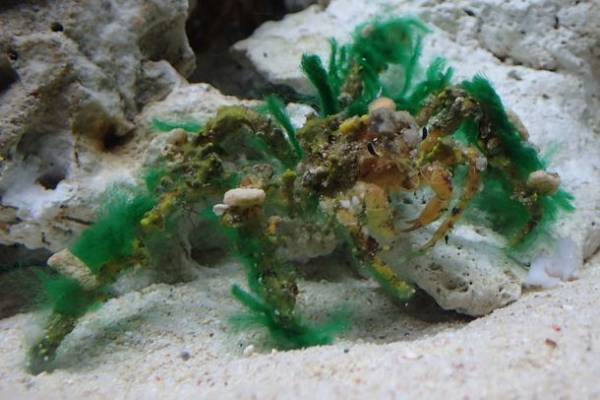 茨城県に今年もコキアの季節がやってきた！もふもふコキア水槽 展示開始！2022年9月23日(金・祝)～10月31日(月)