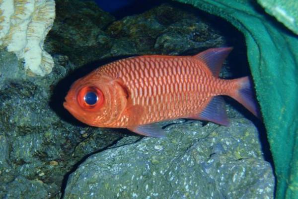茨城県に今年もコキアの季節がやってきた！もふもふコキア水槽 展示開始！2022年9月23日(金・祝)～10月31日(月)