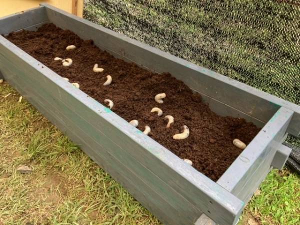 比叡山ドライブウェイ秋の企画「かぶと虫の幼虫ふれあい体験」開催