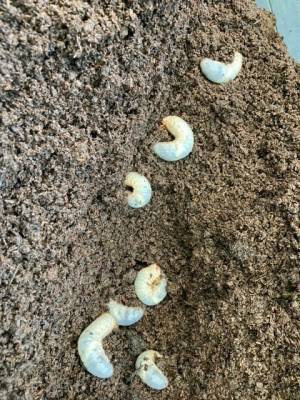 比叡山ドライブウェイ秋の企画「かぶと虫の幼虫ふれあい体験」開催