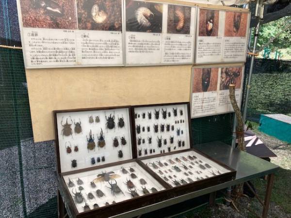 比叡山ドライブウェイ秋の企画「かぶと虫の幼虫ふれあい体験」開催