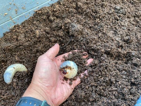 比叡山ドライブウェイ秋の企画「かぶと虫の幼虫ふれあい体験」開催