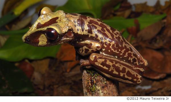 NEWS 1  総展示 “毒”数 250超！見どころ大公開！NEWS 2 オフィシャルサポーター伊沢拓司さんに決定！NEWS 3 音声ガイドナビゲーター声優・中村悠一さんに決定！