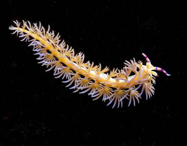 NEWS 1  総展示 “毒”数 250超！見どころ大公開！NEWS 2 オフィシャルサポーター伊沢拓司さんに決定！NEWS 3 音声ガイドナビゲーター声優・中村悠一さんに決定！