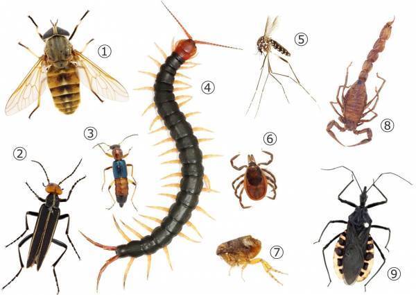 NEWS 1  総展示 “毒”数 250超！見どころ大公開！NEWS 2 オフィシャルサポーター伊沢拓司さんに決定！NEWS 3 音声ガイドナビゲーター声優・中村悠一さんに決定！