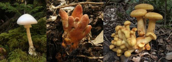 NEWS 1  総展示 “毒”数 250超！見どころ大公開！NEWS 2 オフィシャルサポーター伊沢拓司さんに決定！NEWS 3 音声ガイドナビゲーター声優・中村悠一さんに決定！