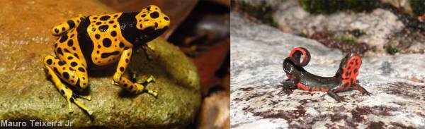 NEWS 1  総展示 “毒”数 250超！見どころ大公開！NEWS 2 オフィシャルサポーター伊沢拓司さんに決定！NEWS 3 音声ガイドナビゲーター声優・中村悠一さんに決定！