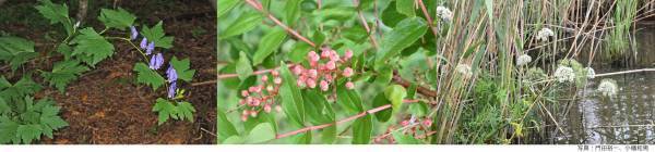 NEWS 1  総展示 “毒”数 250超！見どころ大公開！NEWS 2 オフィシャルサポーター伊沢拓司さんに決定！NEWS 3 音声ガイドナビゲーター声優・中村悠一さんに決定！