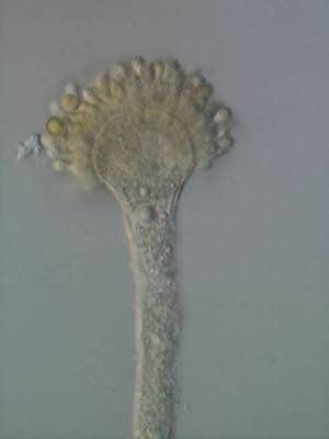 NEWS 1  総展示 “毒”数 250超！見どころ大公開！NEWS 2 オフィシャルサポーター伊沢拓司さんに決定！NEWS 3 音声ガイドナビゲーター声優・中村悠一さんに決定！