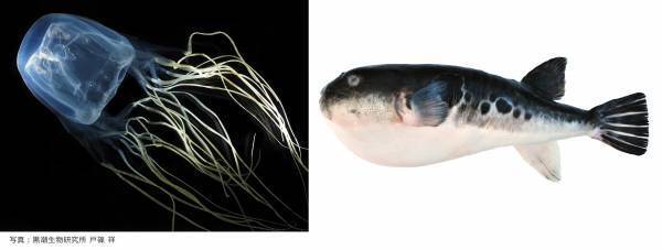 NEWS 1  総展示 “毒”数 250超！見どころ大公開！NEWS 2 オフィシャルサポーター伊沢拓司さんに決定！NEWS 3 音声ガイドナビゲーター声優・中村悠一さんに決定！