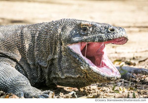 NEWS 1  総展示 “毒”数 250超！見どころ大公開！NEWS 2 オフィシャルサポーター伊沢拓司さんに決定！NEWS 3 音声ガイドナビゲーター声優・中村悠一さんに決定！