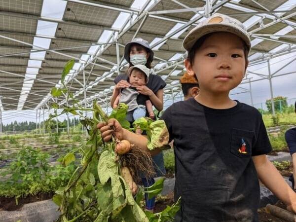 ソーラーパネルの下で育ったサツマイモなどを収穫し、食料品高騰化や気候変動について学ぶ体験型SDGsツアーを10月8日、22日、11月5日に千葉市にて実施