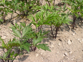 兵庫医科大学 × 有馬温泉 太閤の湯 包括連携協定締結のお知らせ