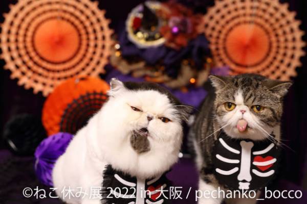 ＼1年ぶり大阪上陸／「ねこ休み展」新作展はハロウィン仕様！？で10/21(金)～30(日)に開催！フォトスポット＆限定イベントも実施
