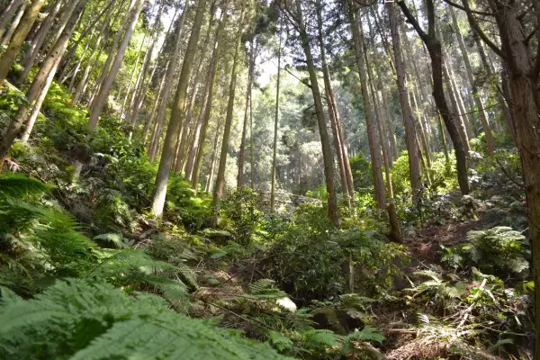 【近鉄百貨店】環境保全をテーマにしたアート作品や、「里山を守る活動」の紹介など、“サステナブル”な取り組みを強化する“HAPIECO WEEK（ハピエコウィーク）”を開催