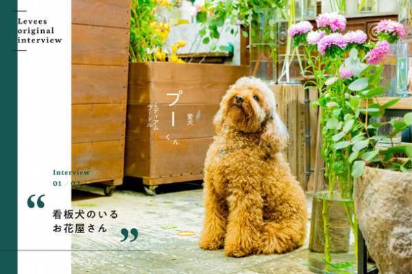 動物たちの権利を考え貢献する「Levees(レビーズ)」　ペット愛好家のための公式ECサイトを開設