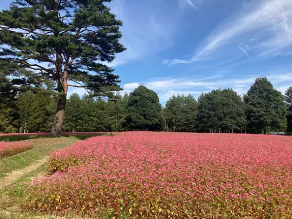 赤いそばの花が咲く「高嶺ルビー」のフォトコンテストをInstagramで開催、長野県「ルビーの里」がおすすめスポット