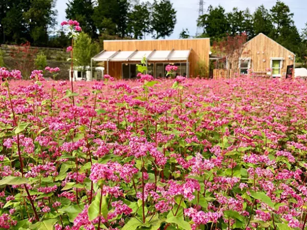 赤いそばの花が咲く「高嶺ルビー」のフォトコンテストをInstagramで開催、長野県「ルビーの里」がおすすめスポット