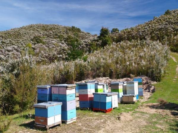 マヌカハニー日本国内No.1※ブランド「マヌカヘルス」贈答用としても喜ばれる高グレードなマヌカハニーMGO700+(専用ボックス付き)を10月3日(月)より販売開始！