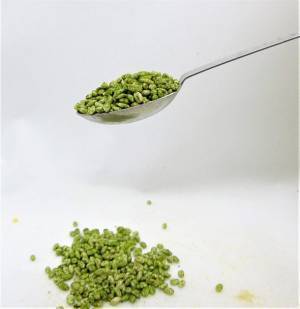 SDGs環境と健康に嬉しい“モリンガ乳酸菌もち麦”「CO2・栄養・乳酸菌も食べちゃう米(よね)」が10月1日に発売