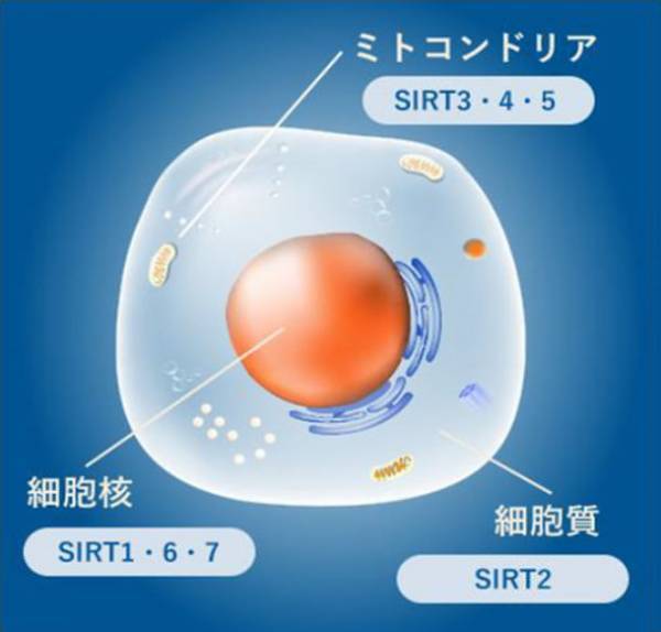 日本初(※1)、老化対策の化合物「サーテージ(R)」世界で話題のニコチンアミドリボシド　医療研究支援、食品・化粧品用OEM原料、美容業務用の3分野に向けて10月4日にリリース