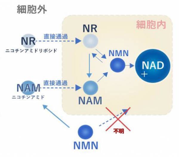 日本初(※1)、老化対策の化合物「サーテージ(R)」世界で話題のニコチンアミドリボシド　医療研究支援、食品・化粧品用OEM原料、美容業務用の3分野に向けて10月4日にリリース