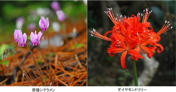 原種シクラメン「シクラメン・ヘデリフォリウム」約500株の群落が見頃です！