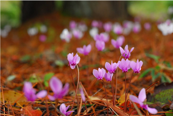 原種シクラメン「シクラメン・ヘデリフォリウム」約500株の群落が見頃です！
