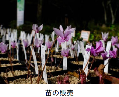 原種シクラメン「シクラメン・ヘデリフォリウム」約500株の群落が見頃です！