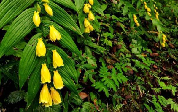 【六甲高山植物園】山里の貴婦人「キイジョウロウホトトギス」が見頃を迎えました！